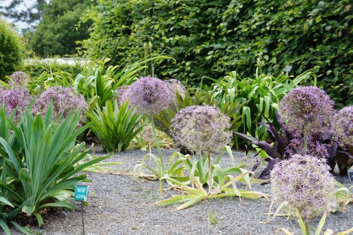 Allium christophii