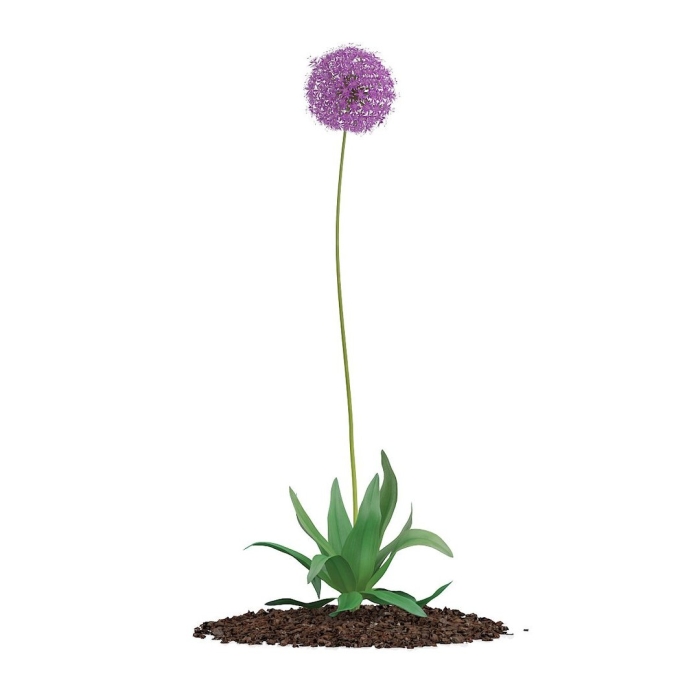 Лук декоративный аллиум