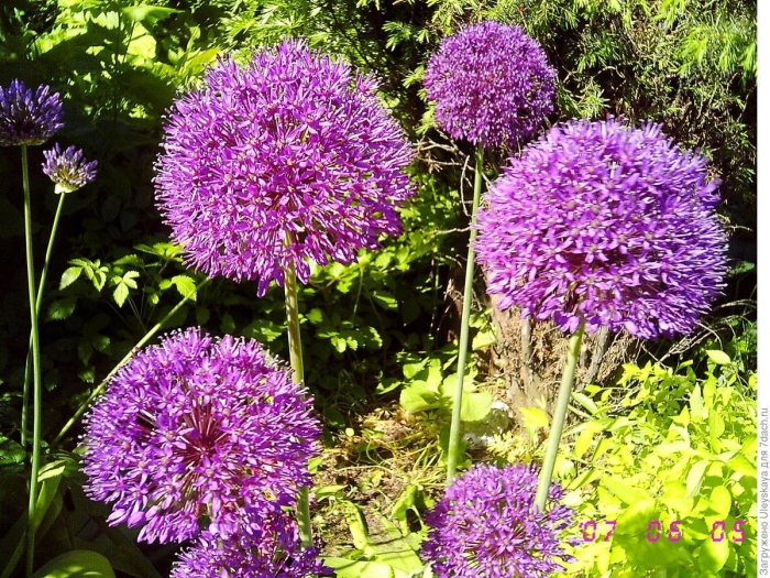 Лук многолетний