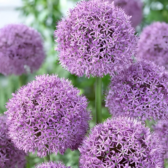 Аллиум гладиатор растение