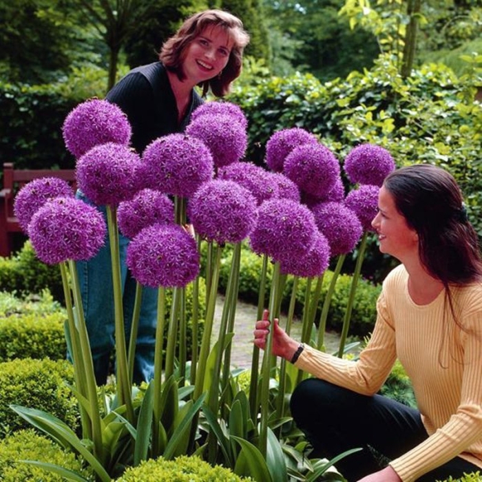 Allium giganteum