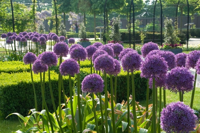 Лук декоративный миллениум