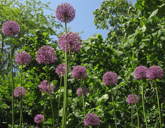 Лук высочайший allium altissimum