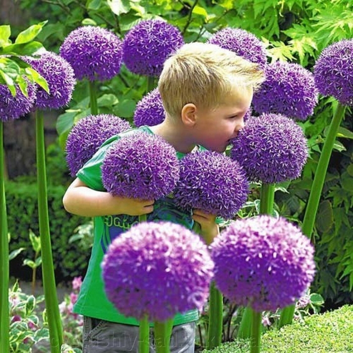 Лук аллиум глоубмастер