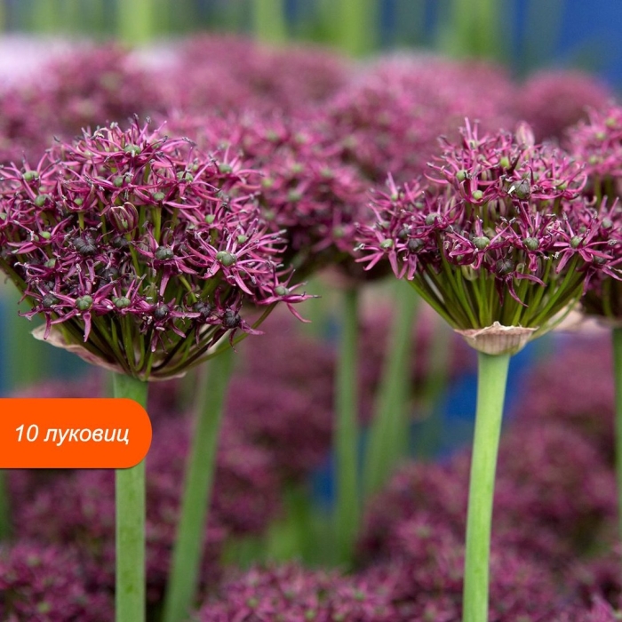 Atropurpureum аллиум