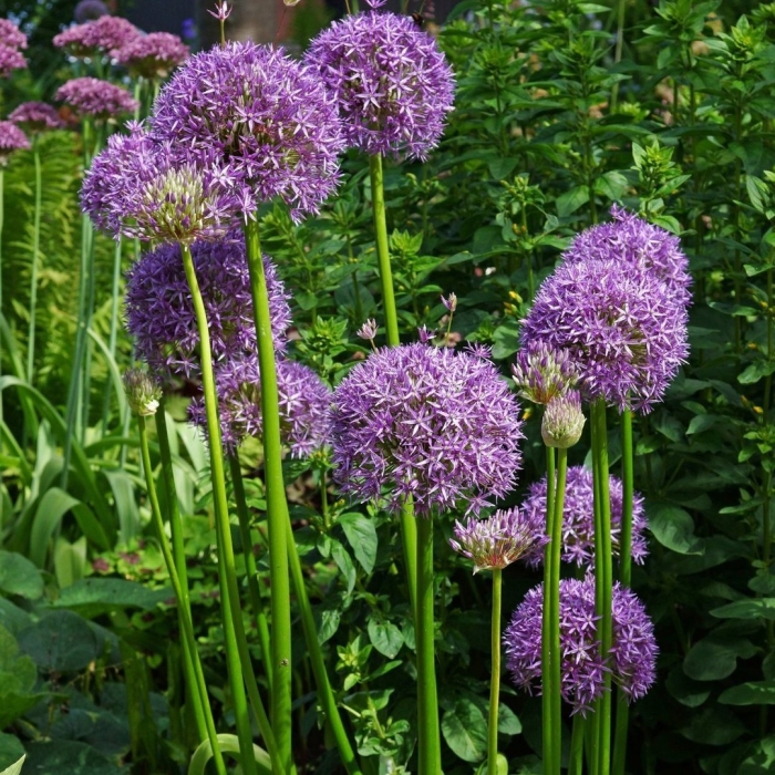 Аллиум neapolitanum