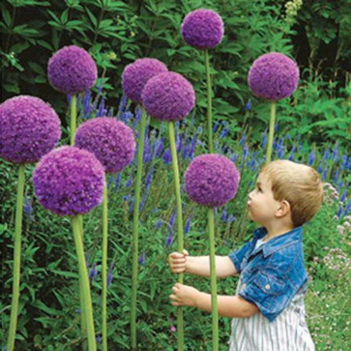 Giant allium