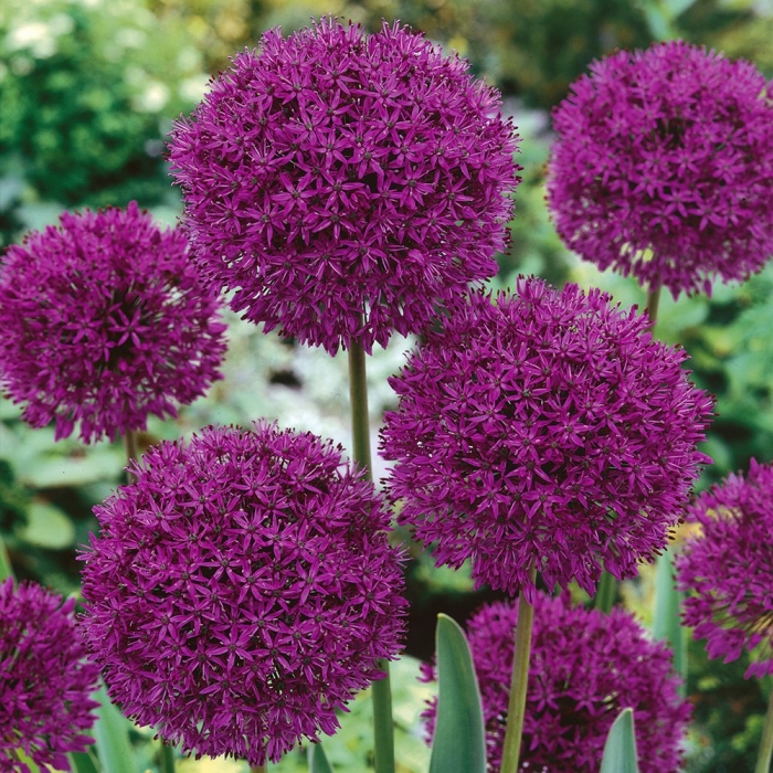 Лук декоративный