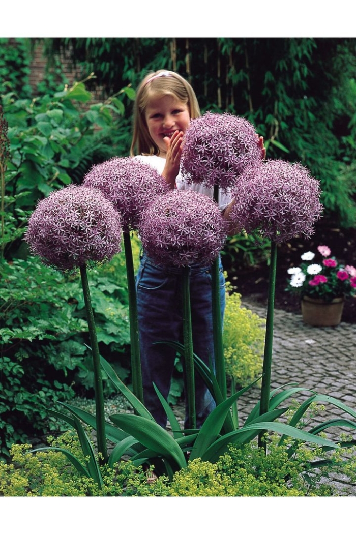 Лук декоративный аллиум гладиатор