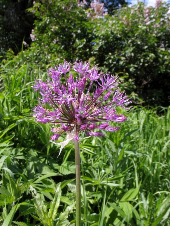 Аллиум altissimum