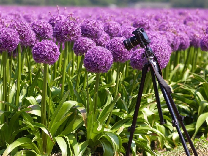 Allium gladiator