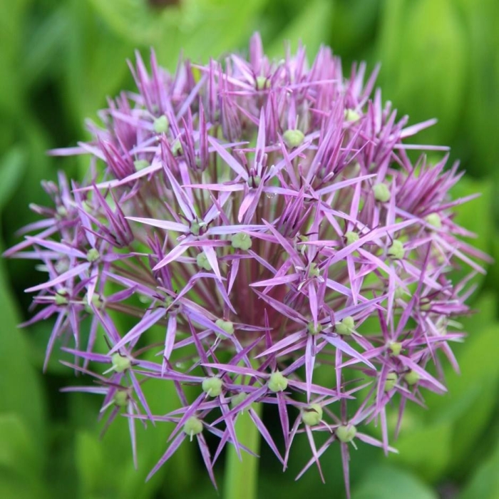 Allium red mohican
