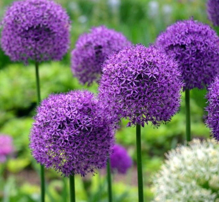 Декоративные луки