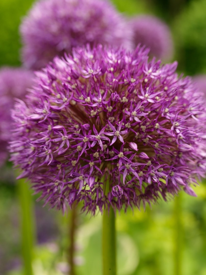 Лук аллиум миллениум