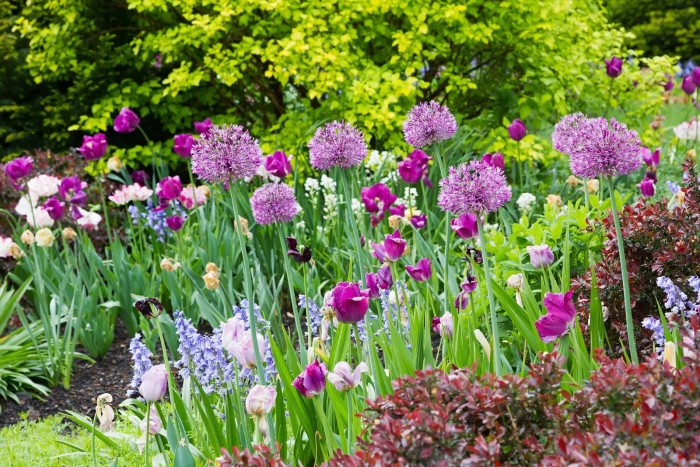 Аллиум purple sensation