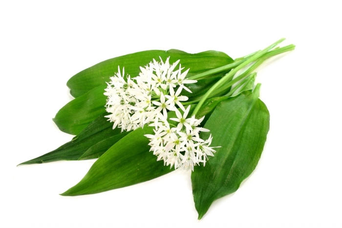 Лук медвежий черемша