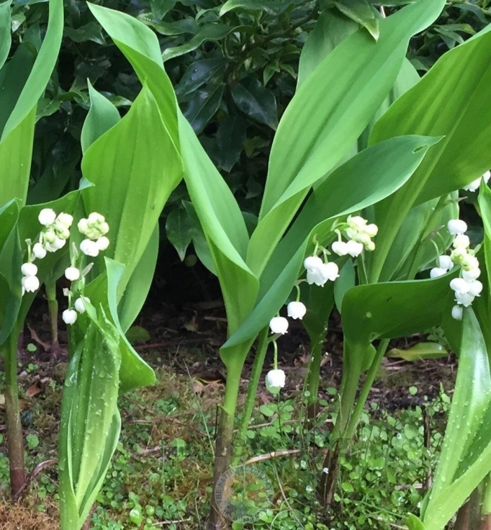 Ландыш майский convallaria majalis