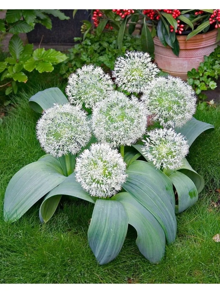 Лук декоративный аллиум