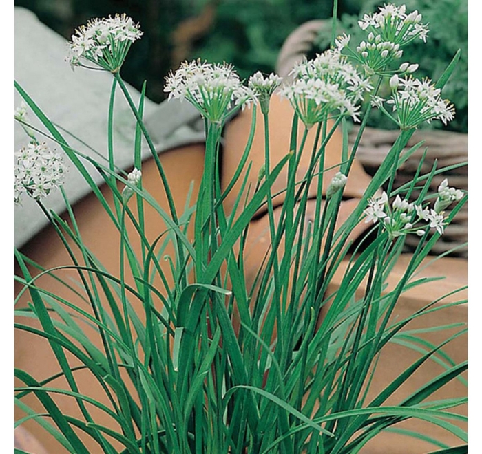 Лук душистый джусай