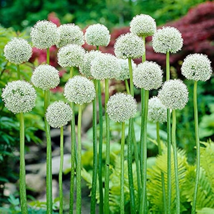 White cloud аллиум