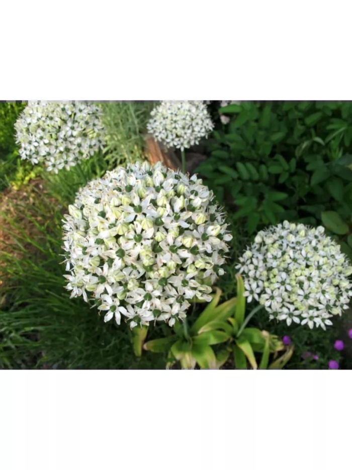 Allium nigrum