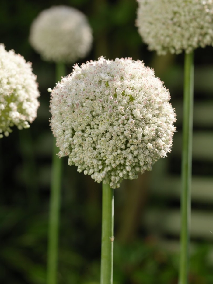 Аллиум уайт клауд