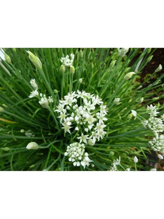 Лук душистый китайский чеснок