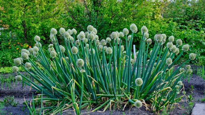 Allium fistulosum