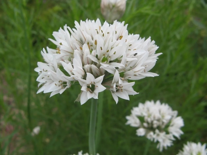 Лук душистый (allium odorum)