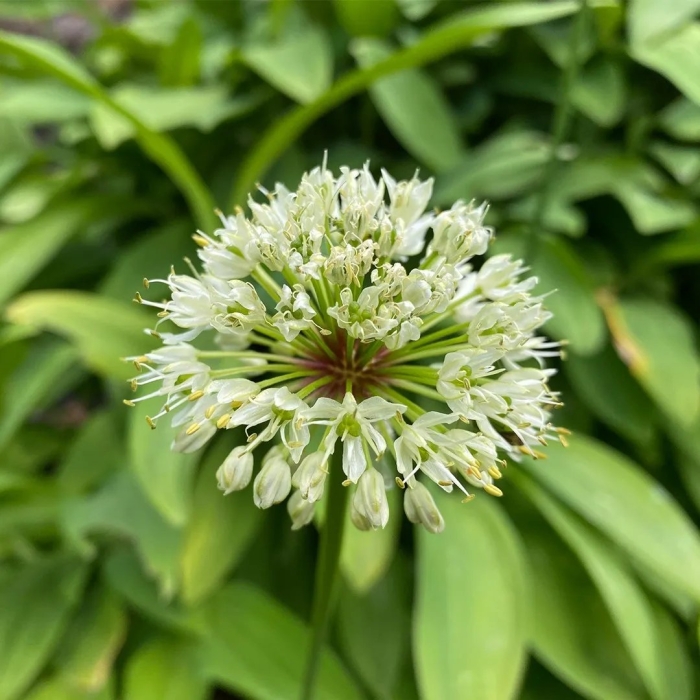 Allium victorialis