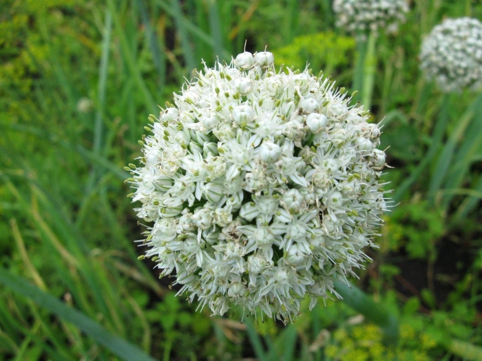 Лук рамозум