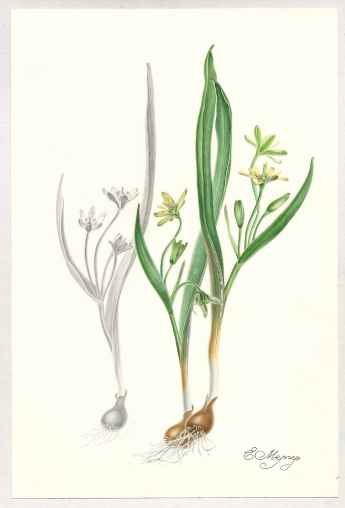 Гусиный лук жёлтый (gagea lutea)