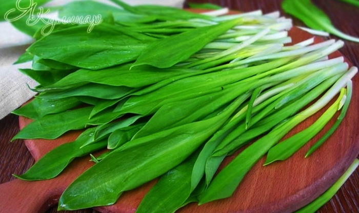 Черемша медвежий лук