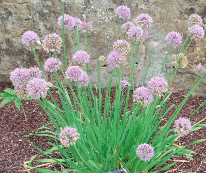 Allium scorodoprasum