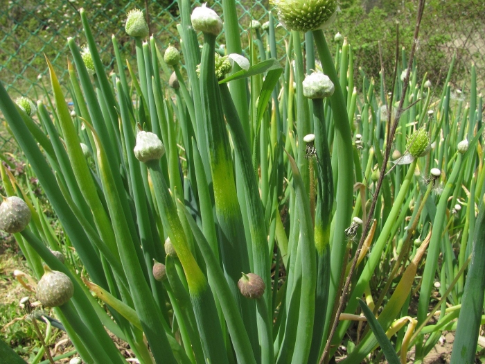 Allium fistulosum