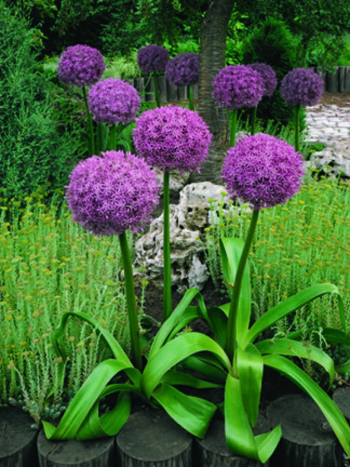 Аллиум глоубмастер