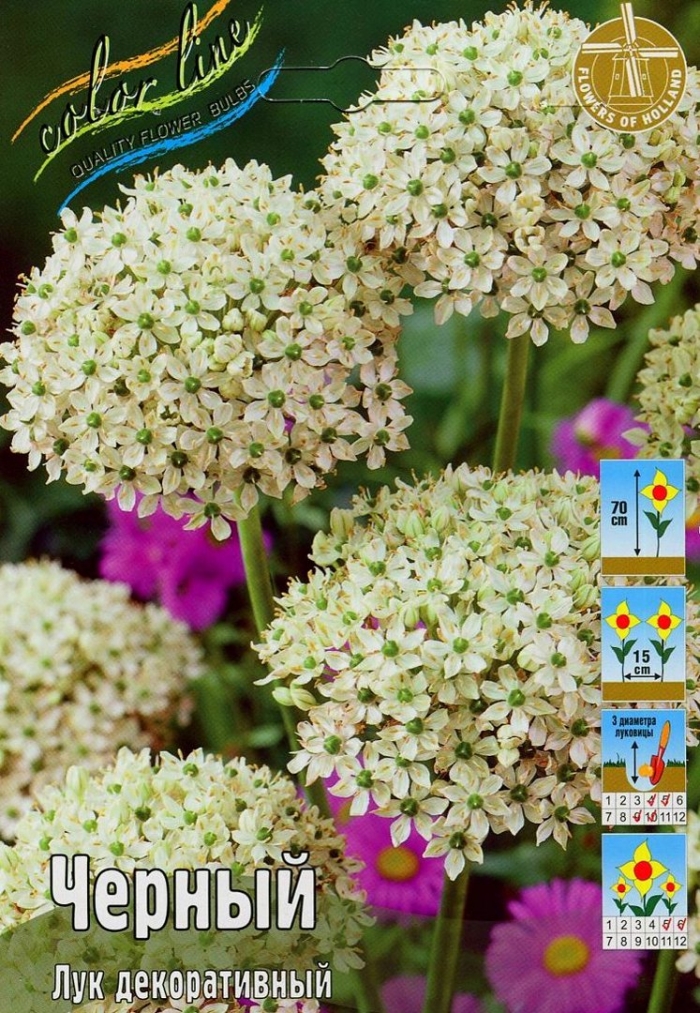 Nigrum new аллиум