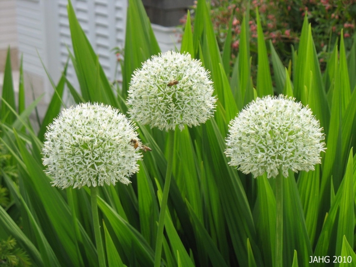 Аллиум маунт эверест