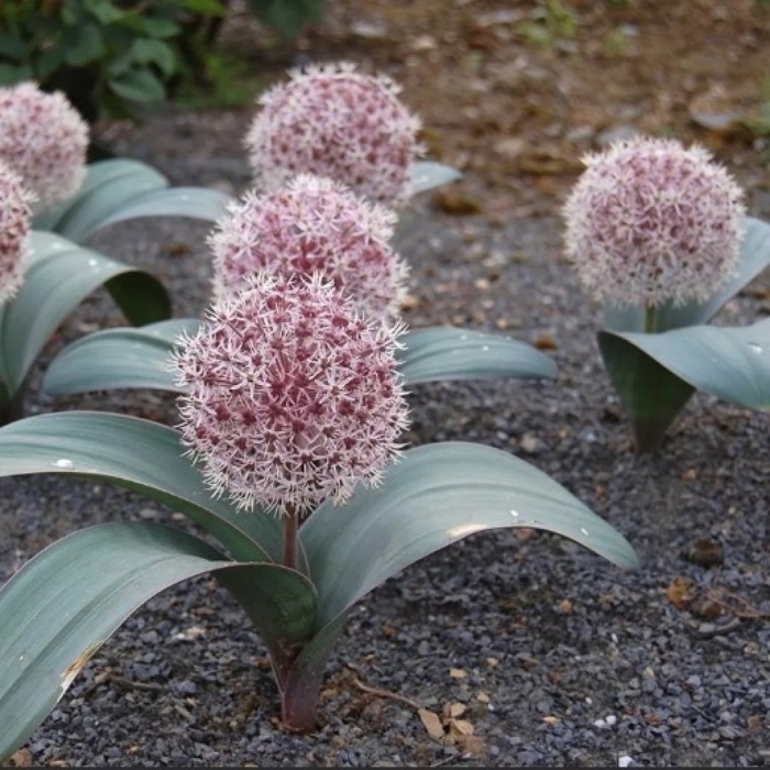 Лук каратавский