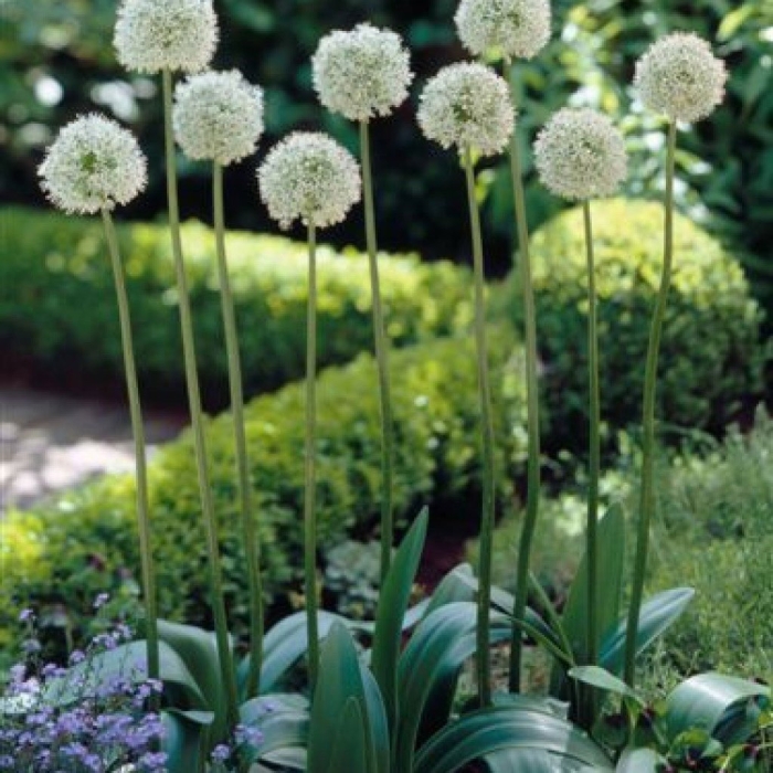 Черемша рокамболь