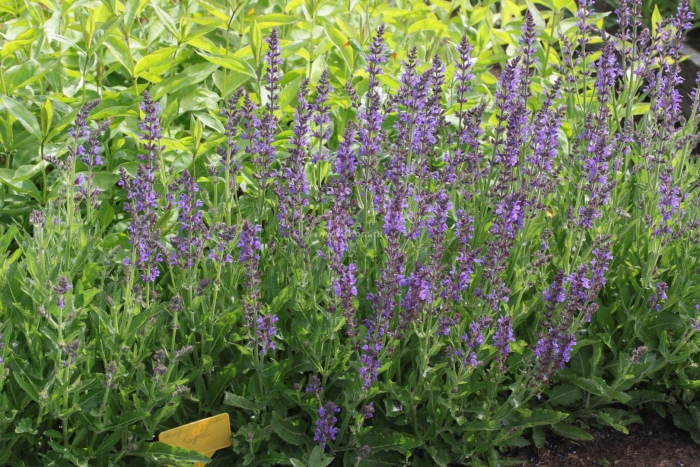 Шалфей дубравный виола клозе