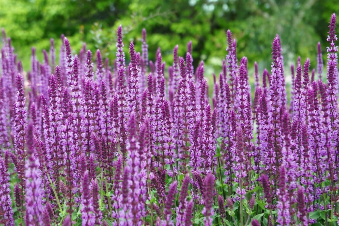 Шалфей дубравный аметист