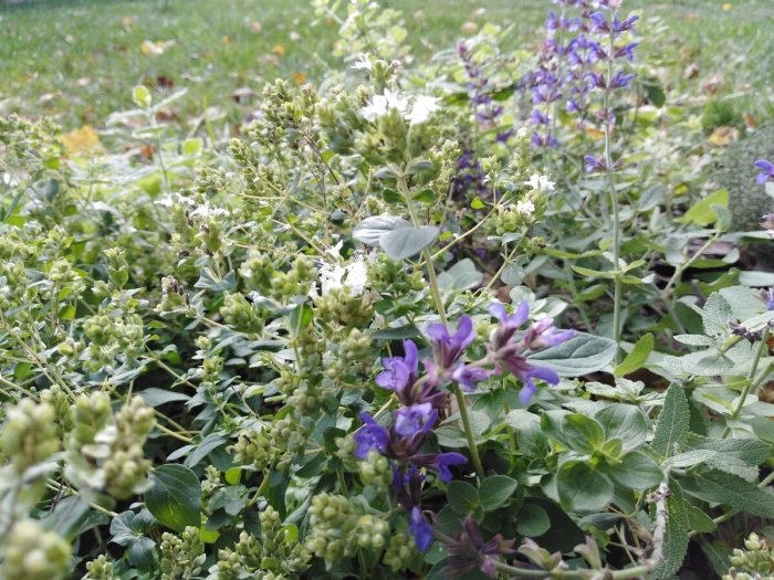 Шалфей королькова