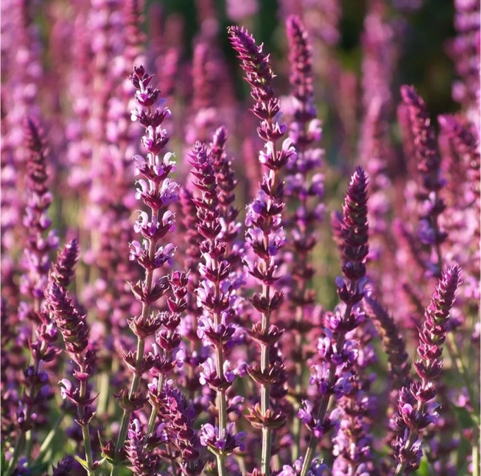 Шалфей дубравный salvia nemorosa