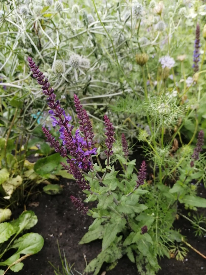 Сальвия дубравная (шалфей) карадонна