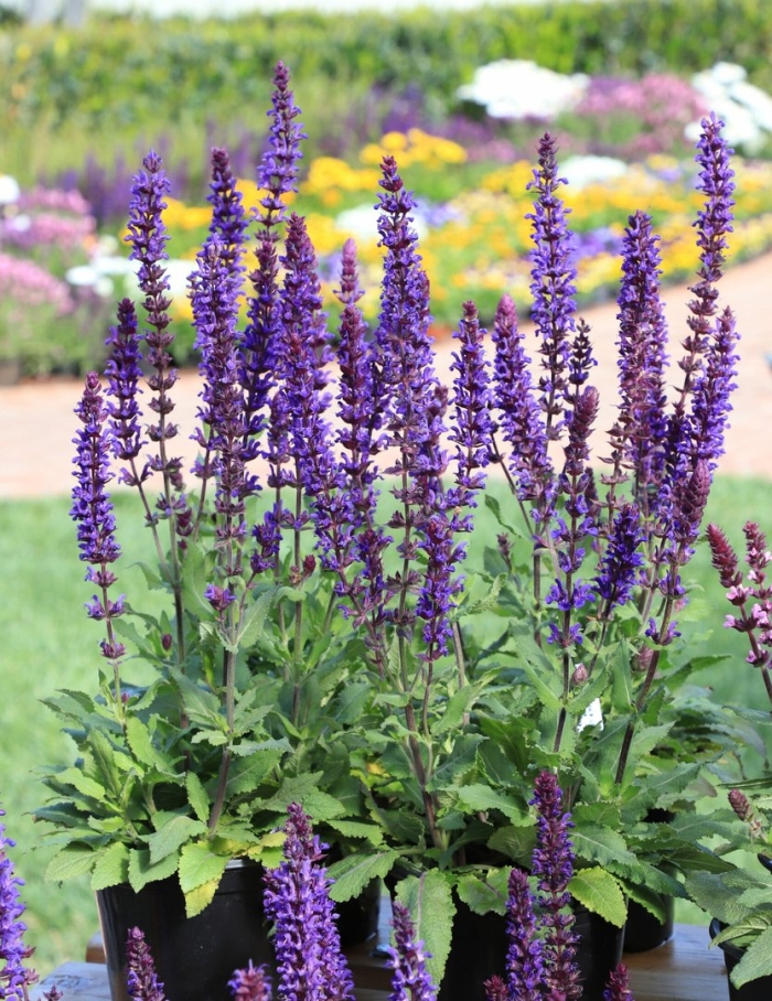 Шалфей дубравный salvia nemorosa
