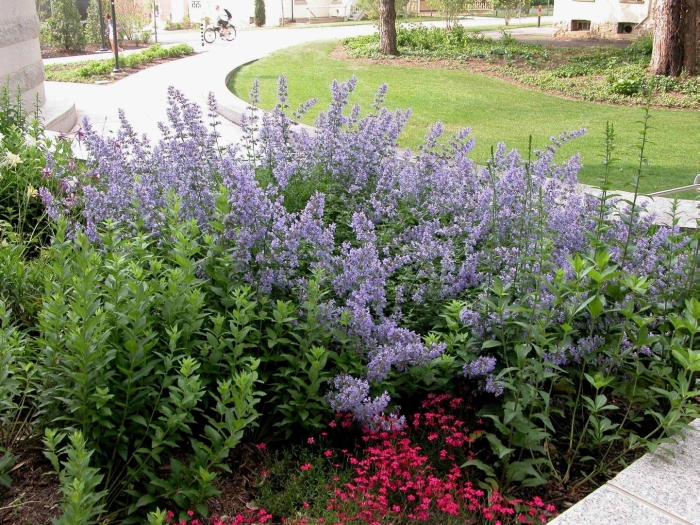 Котовник муссини