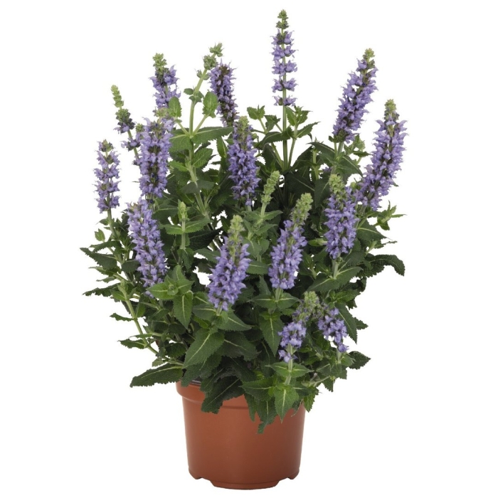 Котовник фассена (nepeta