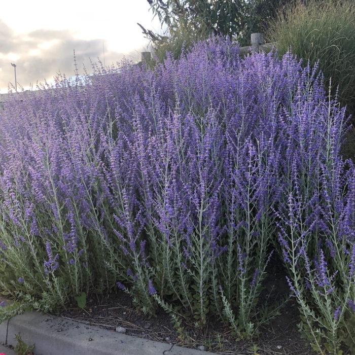 Перовския лебедолистная