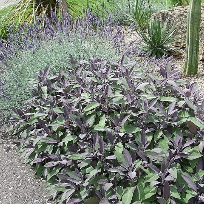 Шалфей лекарственный purpurascens